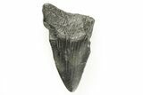Bargain, Fossil Megalodon Tooth #194088-1